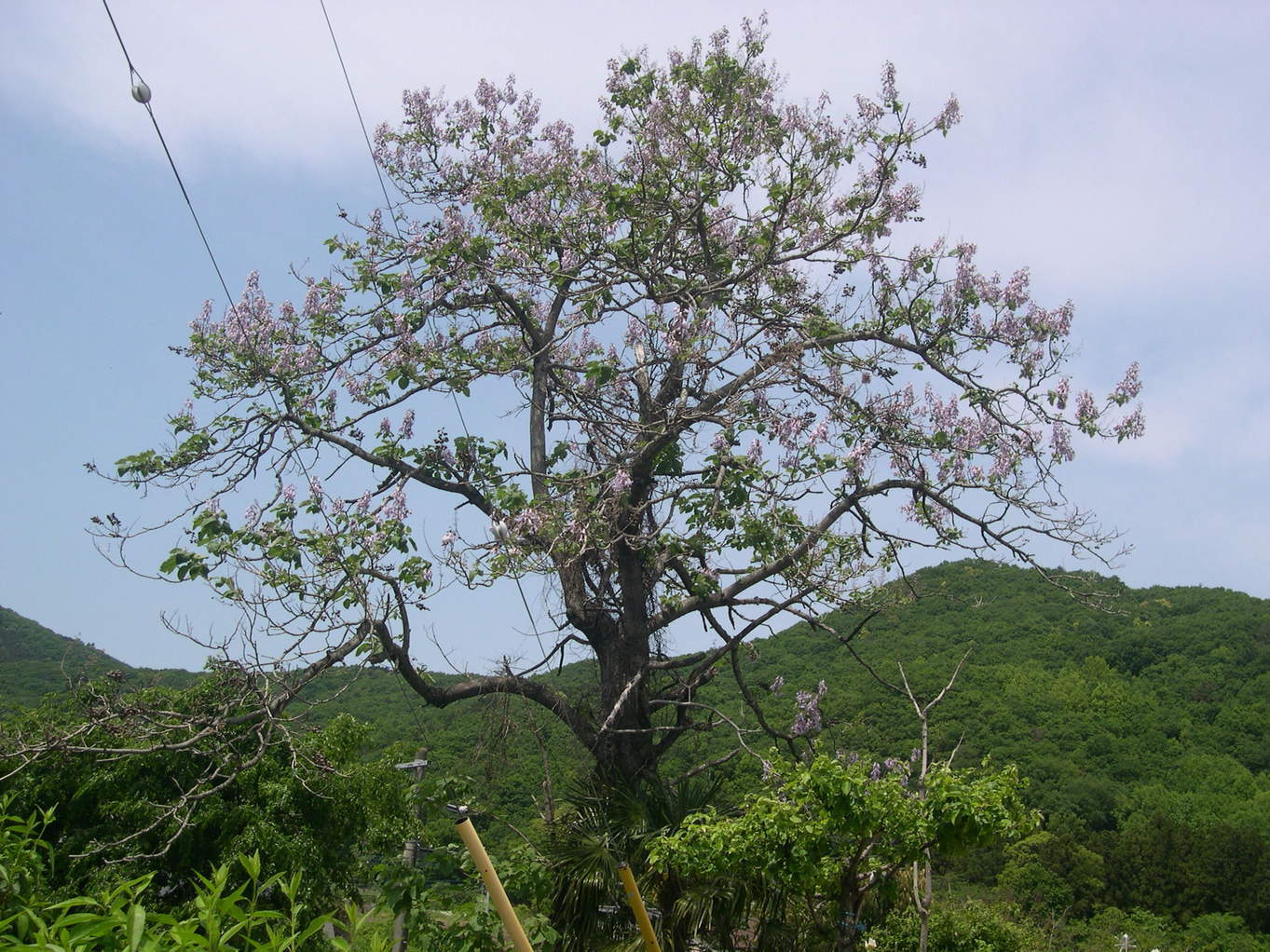 ������m�́u�G�L���v