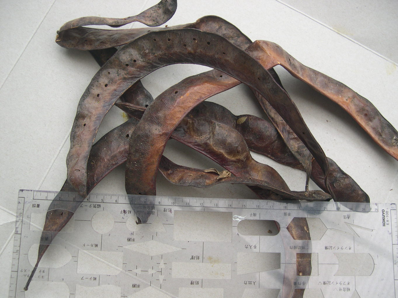 ������m�́u�G�L���v