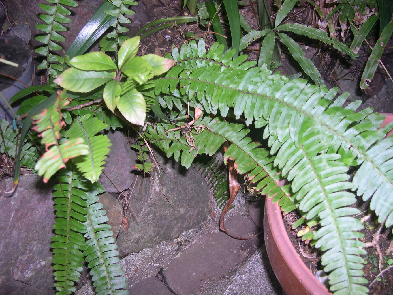 ������m�́u�G�L���v