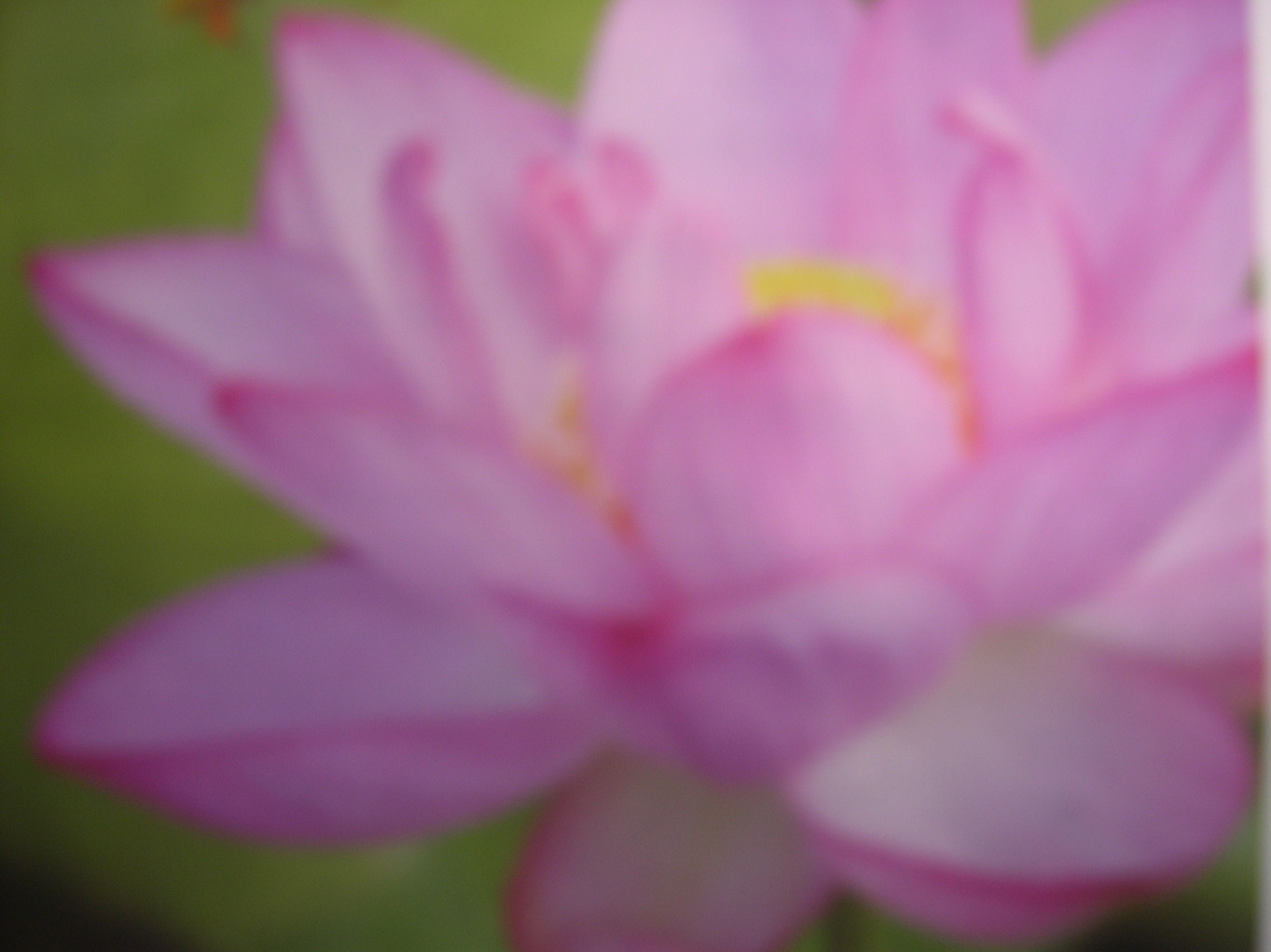 ������m�́u�G�L���v