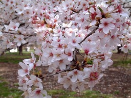 �����ȗ��̎ʐ^