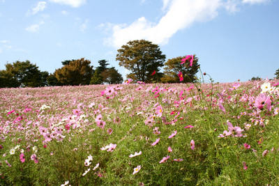 �����ȗ��̎ʐ^