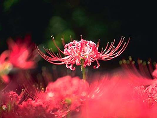 �����ȗ��̎ʐ^