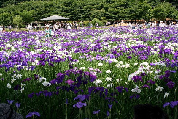 �����ȗ��̎ʐ^