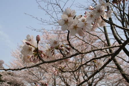 �����ȗ��̎ʐ^