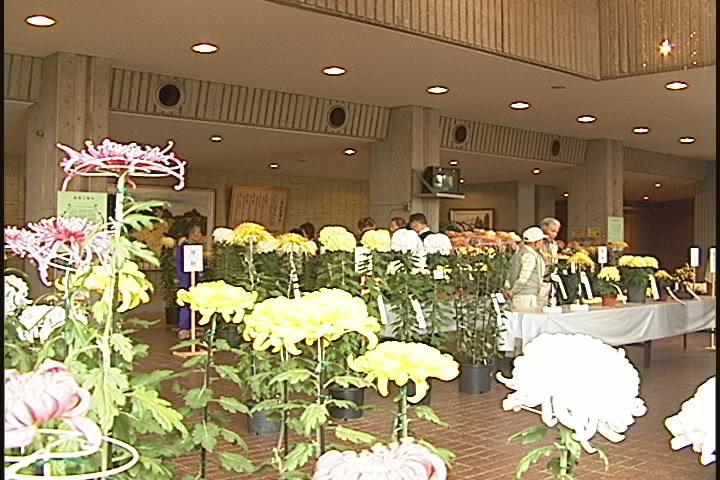 ����ǂ��䂭 in iruma