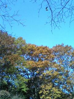 ����ǂ��䂭 in iruma