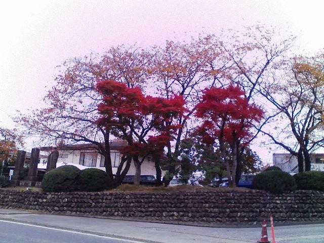 ����ǂ��䂭 in iruma