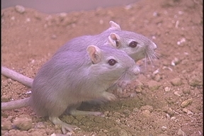 ����ǂ��䂭 in iruma