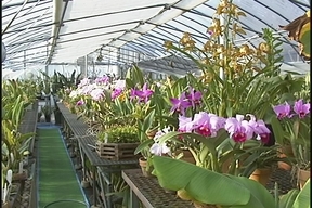 ����ǂ��䂭 in iruma