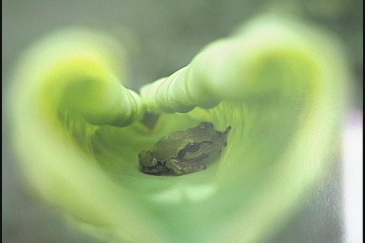 ����ǂ��䂭 in iruma