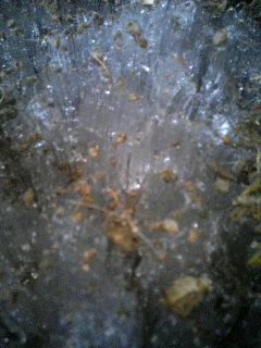 ����ǂ��䂭 in iruma