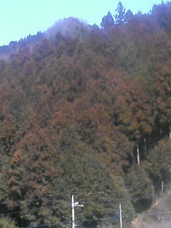 ����ǂ��䂭 in iruma