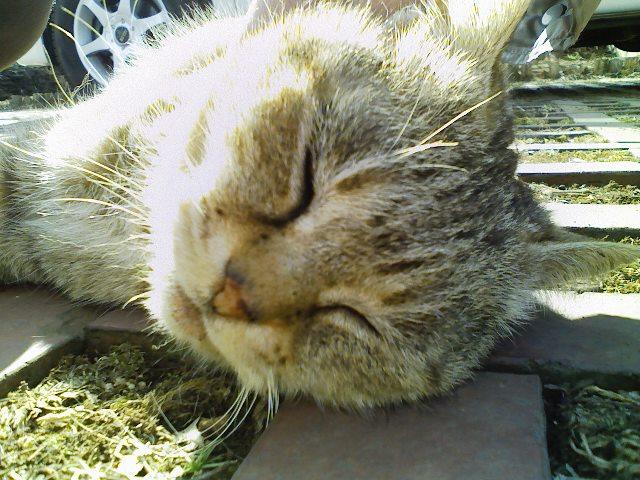 ����ǂ��䂭 in iruma