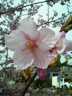 ����ǂ��䂭 in iruma