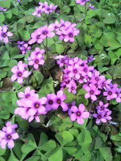 ����ǂ��䂭 in iruma