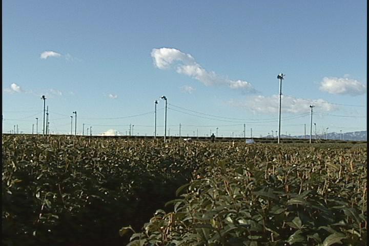 ����ǂ��䂭 in iruma