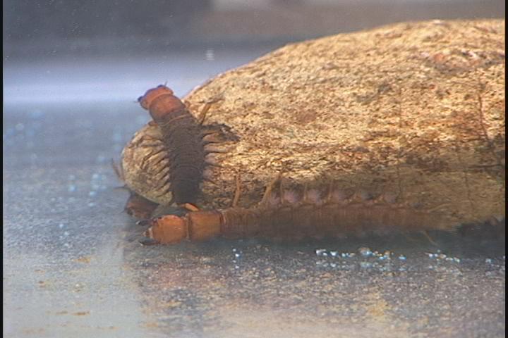 ����ǂ��䂭 in iruma