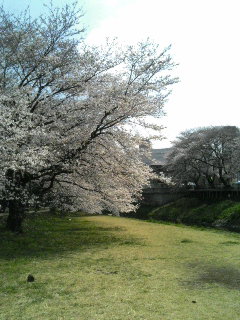 ����ǂ��䂭 in iruma