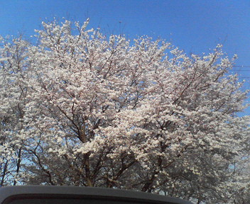 ����ǂ��䂭 in iruma