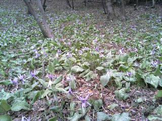 ����ǂ��䂭 in iruma