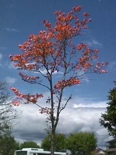 ����ǂ��䂭 in iruma