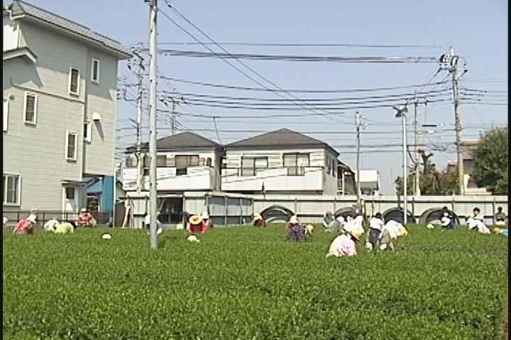 ����ǂ��䂭 in iruma