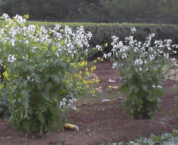 ����ǂ��䂭 in iruma