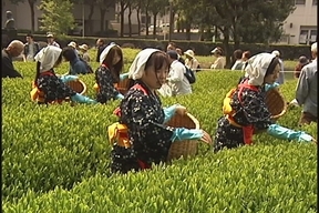 ����ǂ��䂭 in iruma