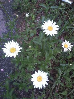 ����ǂ��䂭 in iruma