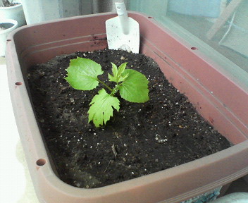 ����ǂ��䂭 in iruma