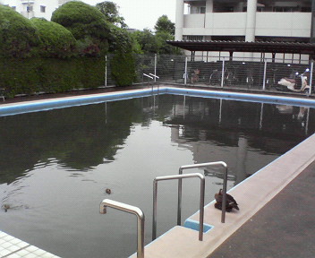 ����ǂ��䂭 in iruma