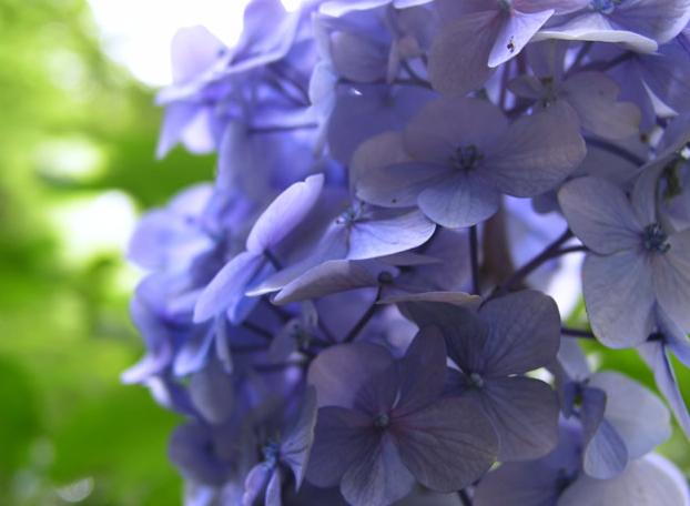 ����ǂ��䂭 in iruma