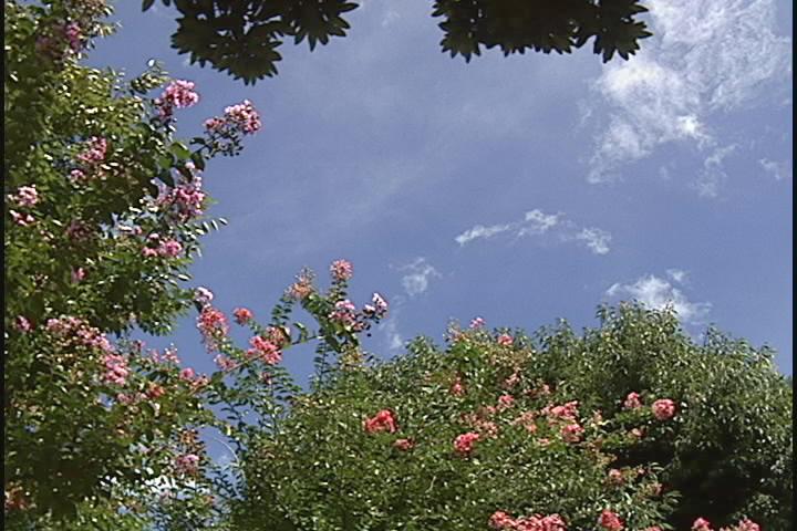 ����ǂ��䂭 in iruma