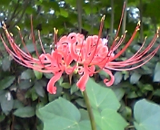 ����ǂ��䂭 in iruma