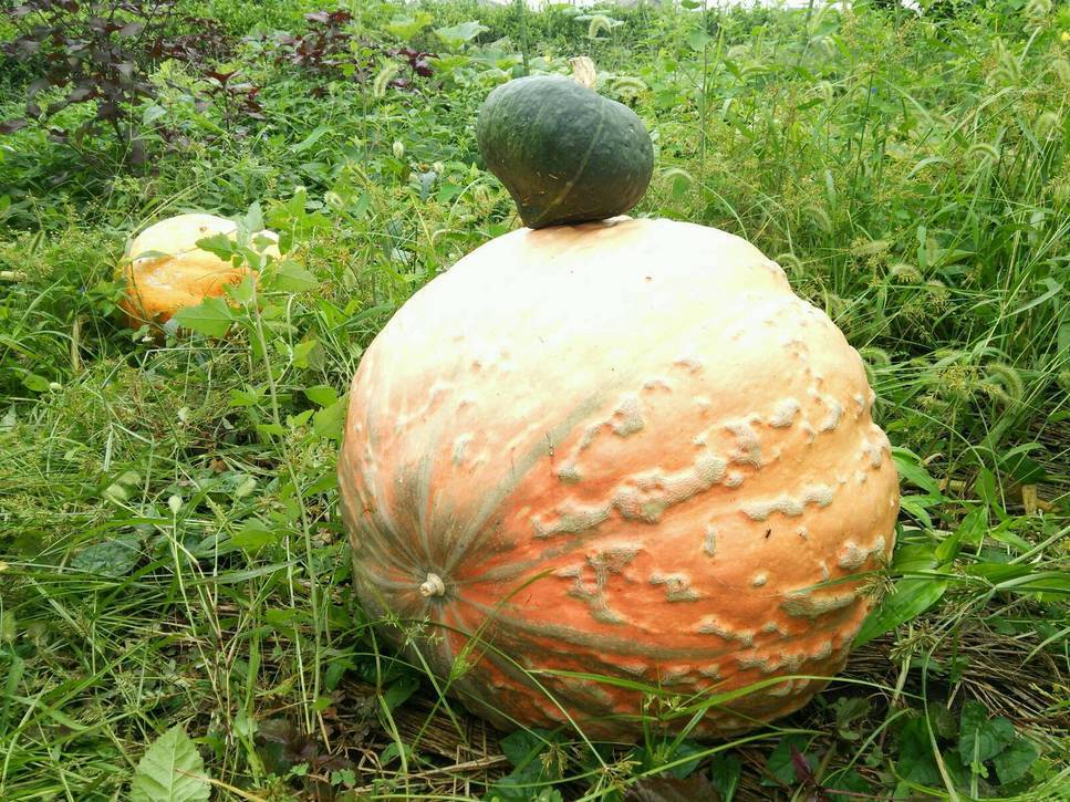 ����ǂ��䂭 In ����܂R