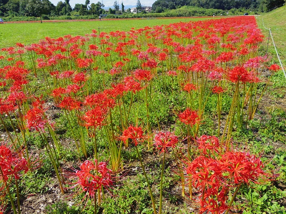 ����ǂ��䂭 In ����܂R