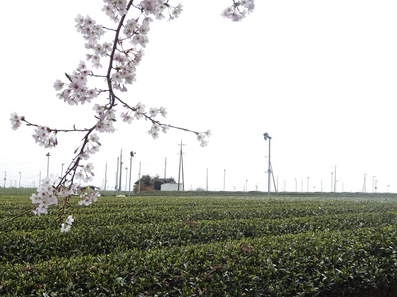 ����ǂ��䂭 In ����܂R