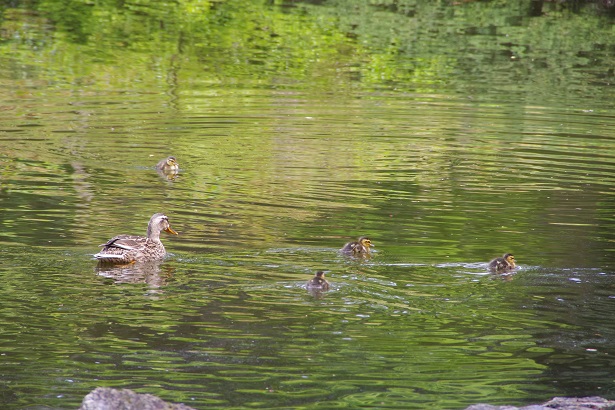 ����ǂ��䂭 In ����܂R