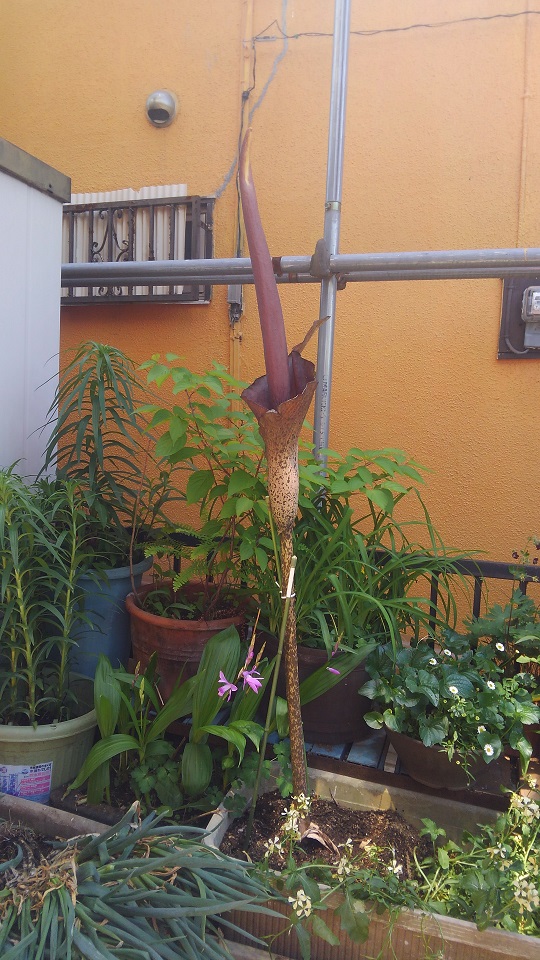 ����ǂ��䂭 In ����܂R