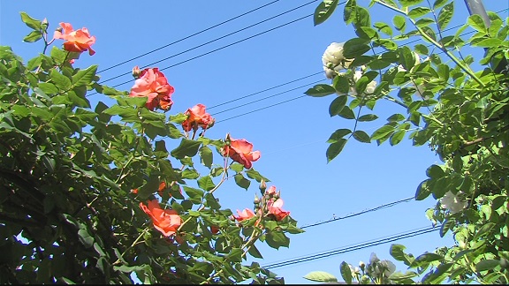 ����ǂ��䂭 In ����܂R