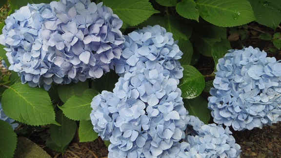 ����ǂ��䂭 In ����܂R