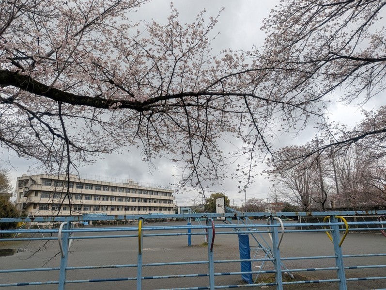 �����̍��͂V���炫�H�i����ǂ��䂭 In ����܂R�j