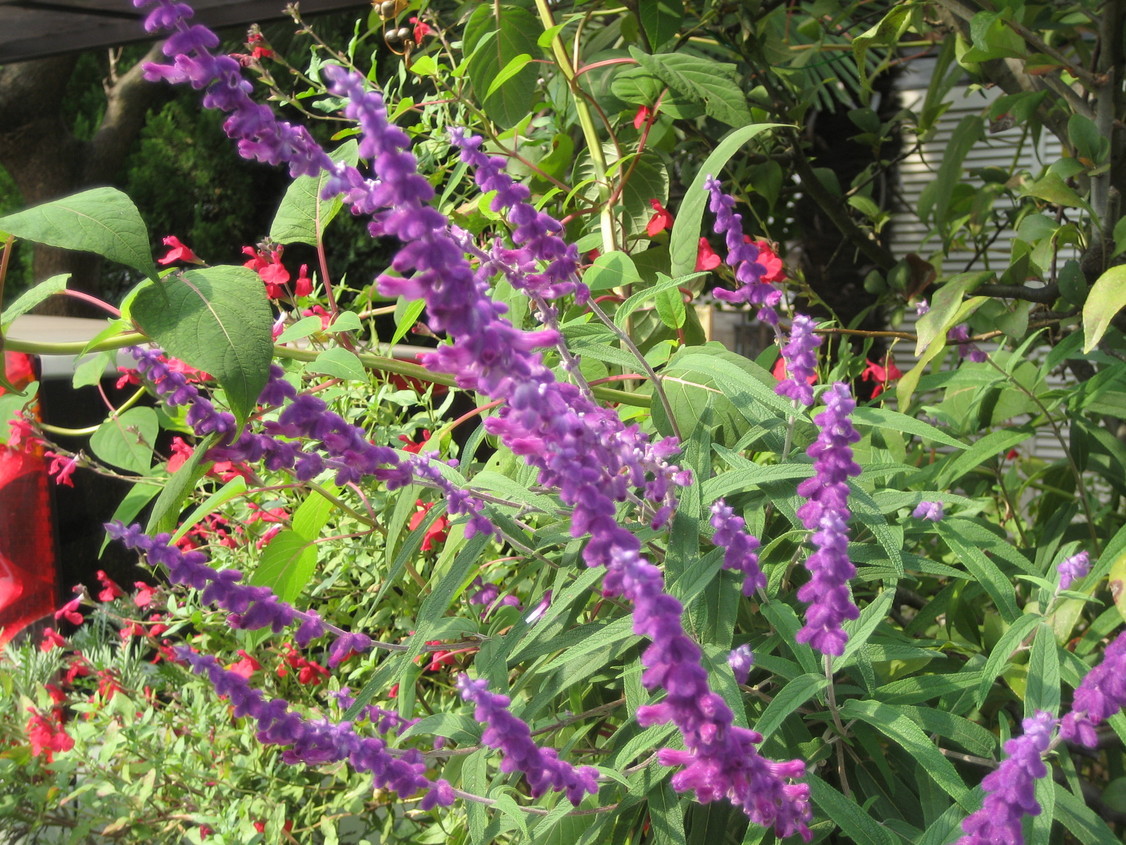 A�`���ʂ̒c��̐��㐶������`�r���������f���@��-��