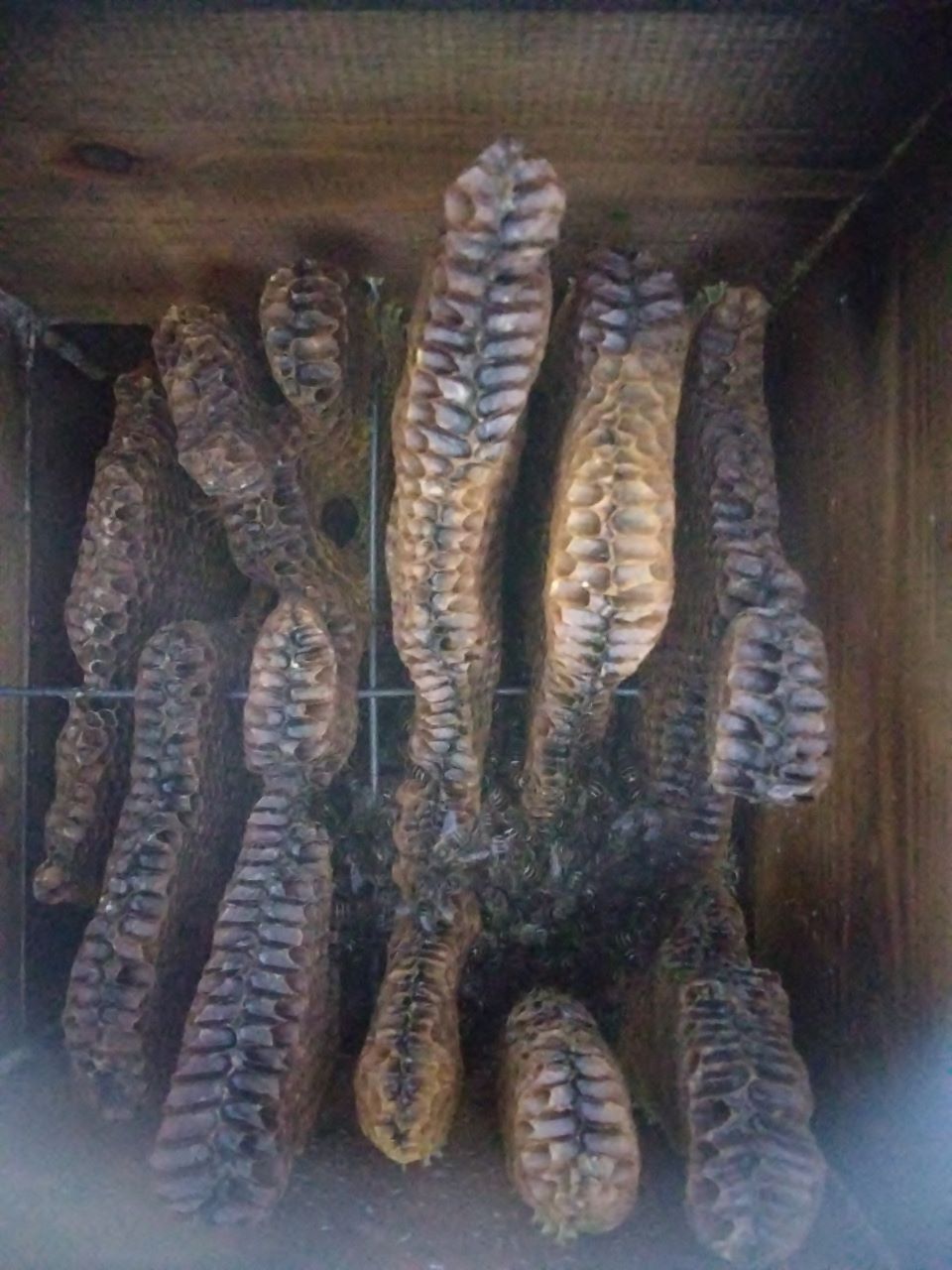 �l�̂P�\��(�ЂƂ育��)