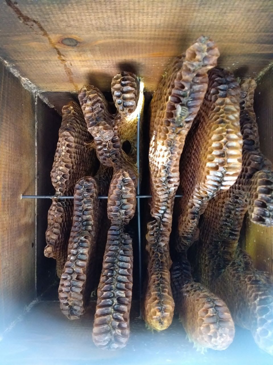 �l�̂P�\��(�ЂƂ育��)